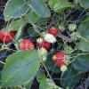 Landtechnik Gartennetze leichtes, starkes und weitmaschiges Gartennetz zur vielseitigen Verwendung