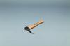 Garten NORTHWOOD XTREME <b>NORTHWOOD XTREME</b> Sappies